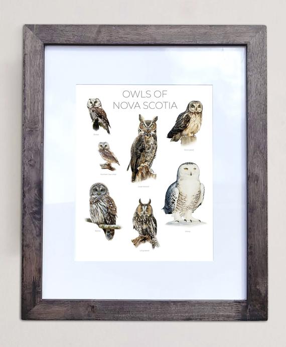 Owls of Nova Scotia- Print of 7 Owl Oil Paintings