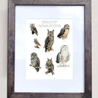 Owls of Nova Scotia- Print of 7 Owl Oil Paintings