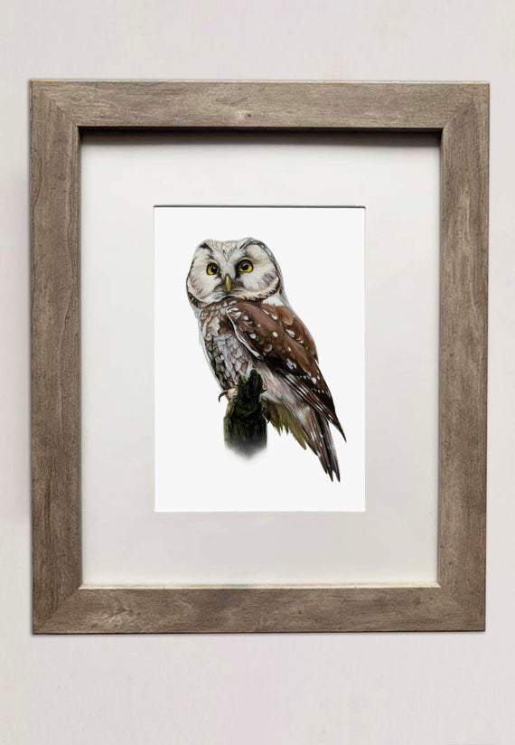 Boreal Owl- 5x7 inch Print of Oil Painting