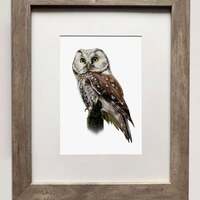 Boreal Owl- 5x7 inch Print of Oil Painting