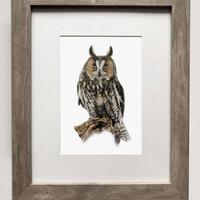 Long-Eared Owl- 5x7 inch Print of Oil Painting