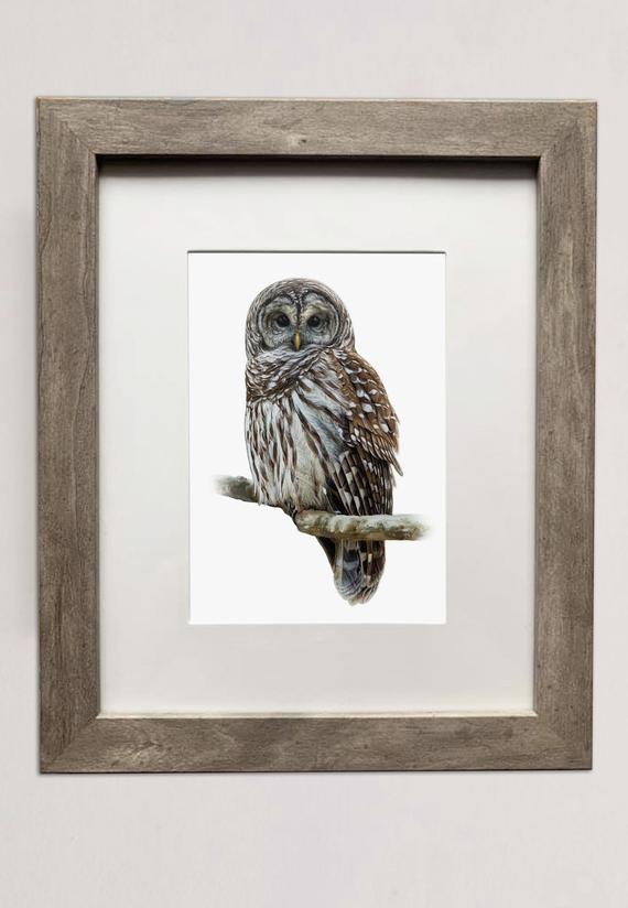 Barred Owl- 5x7 inch Print of Oil Painting