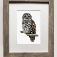 Barred Owl- 5x7 inch Print of Oil Painting