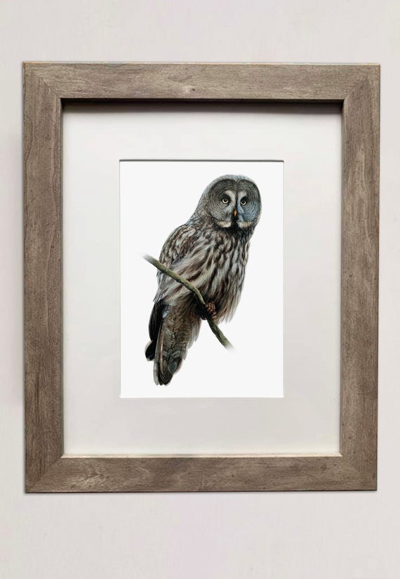 Great Gray Owl- 5x7 inch Print of Oil Painting