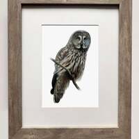 Great Gray Owl- 5x7 inch Print of Oil Painting