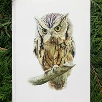 Eastern Screech Owl- 5x7 inch Greeting Card
