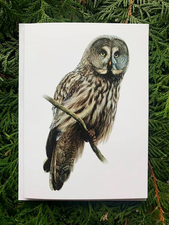 Great Gray Owl- 5x7 inch Greeting Card