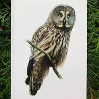 Great Gray Owl- 5x7 inch Greeting Card