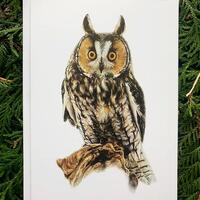 Long-Eared Owl- 5x7 inch Greeting Card