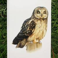 Short-Eared Owl- 5x7 inch Greeting Card