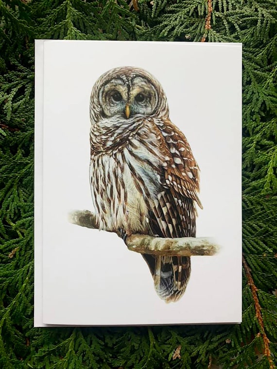 Barred Owl- 5x7 inch Greeting Card