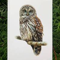 Barred Owl- 5x7 inch Greeting Card