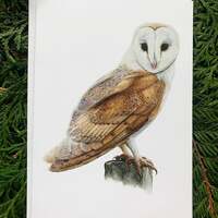 Barn Owl- 5x7 inch Greeting Card