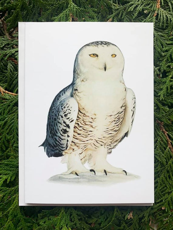 Snowy Owl- 5x7 inch Greeting Card