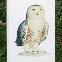 Snowy Owl- 5x7 inch Greeting Card