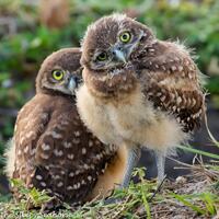Burrowing Owls Fine Art Photo Print