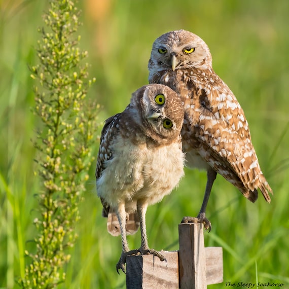 Burrowing Owl Florida Fine Art Print