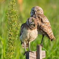 Burrowing Owl Florida Fine Art Print