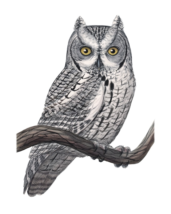 Western Screech Owl (Original Watercolor)