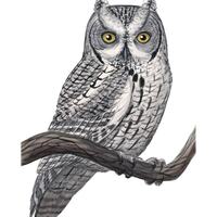 Western Screech Owl (Original Watercolor)