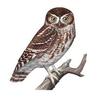 Elf Owl (Original Watercolor)