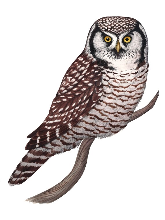Northern Hawk Owl (Original Watercolor)