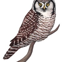 Northern Hawk Owl (Original Watercolor)