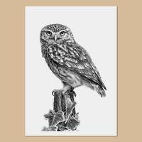 Little owl drawing art print