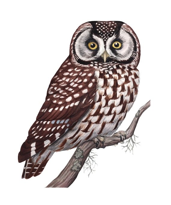 Boreal Owl (Original Watercolor)