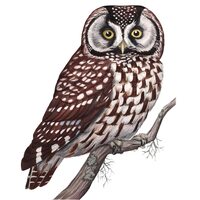 Boreal Owl (Original Watercolor)