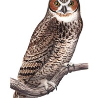Great Horned Owl (Original Watercolor)