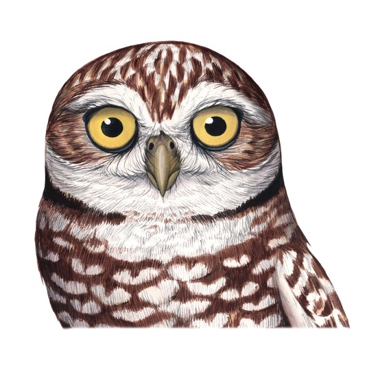 Burrowing Owl Face (Original Watercolor)