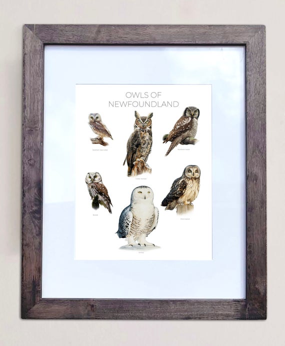 Owls of Newfoundland- Print of 6 Owl Oil Paintings