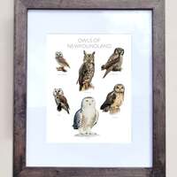Owls of Newfoundland- Print of 6 Owl Oil Paintings