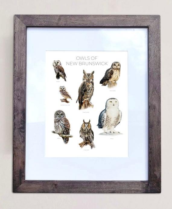 Owls of New Brunswick- Print of 7 Owl Oil Paintings