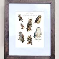 Owls of New Brunswick- Print of 7 Owl Oil Paintings