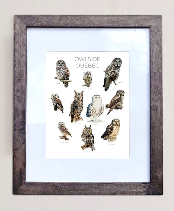 Owls of Quebec- Print of 10 Owl Oil Paintings