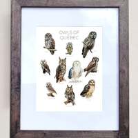 Owls of Quebec- Print of 10 Owl Oil Paintings