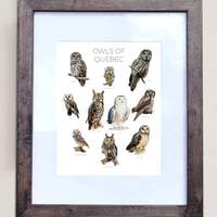 Owls of Quebec- Print of 10 Owl Oil Paintings