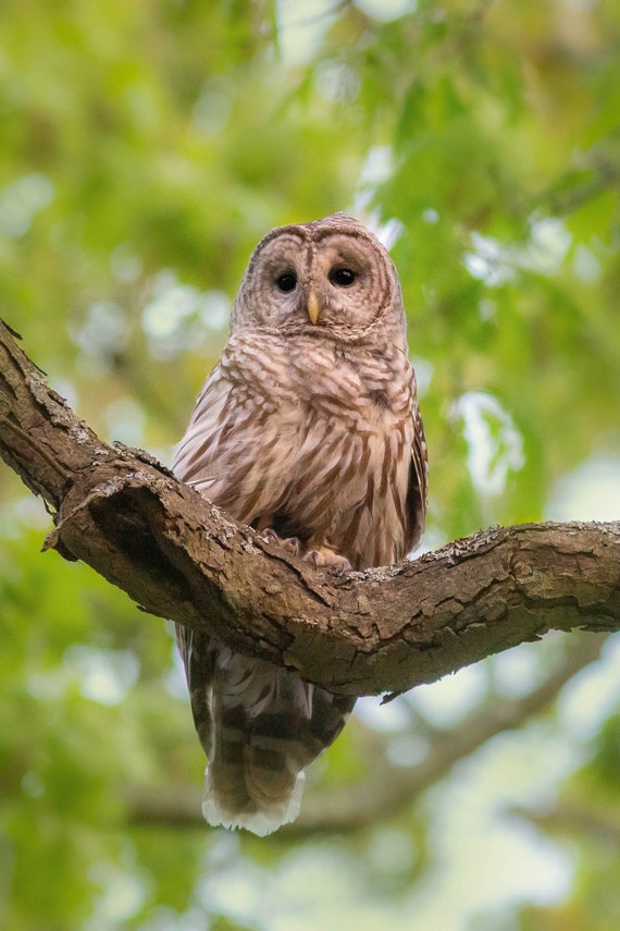 Barred Owl in Afternoon Sunlight - Massachusetts - Bird Photo Print -  - Free Shipping