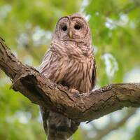 Barred Owl in Afternoon Sunlight - Massachusetts - Bird Photo Print -  - Free Shipping
