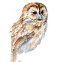 Tawny Owl watercolor painting Print