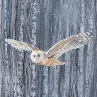 Barn Owl Among Birches