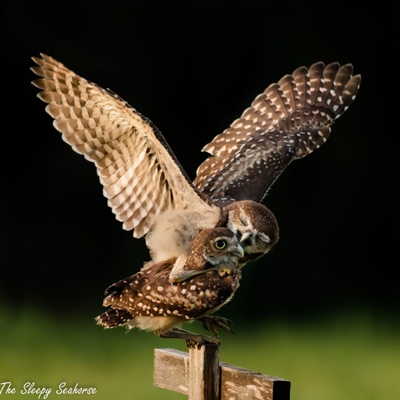 Burrowing Owl Fine Art Print