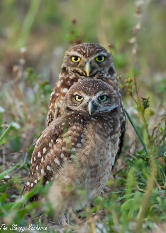 Cape Coral Burrowing Owl Photography Print