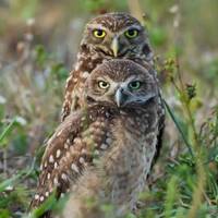 Cape Coral Burrowing Owl Photography Print
