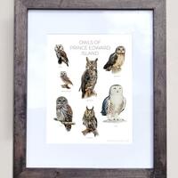 Owls of Prince Edward Island- Print of 7 Owl Oil Paintings