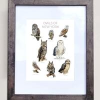 Owls of New York- Print of 8 Owl Oil Paintings