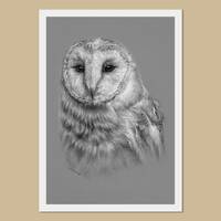 Barn Owl drawing art print