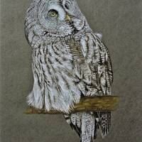 Great Grey Owl, fine art print with an owl, Bartkauz.